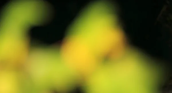 Groen geel zwart abstract vervagen — Stockfoto