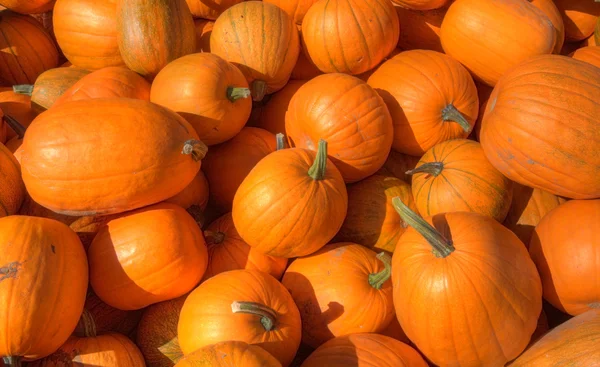 Stock image Hdr orange pumpkins