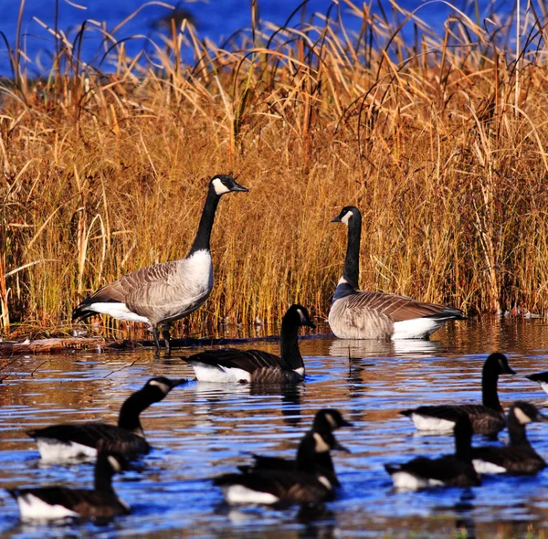 stock image Several canadian geese pond marsh