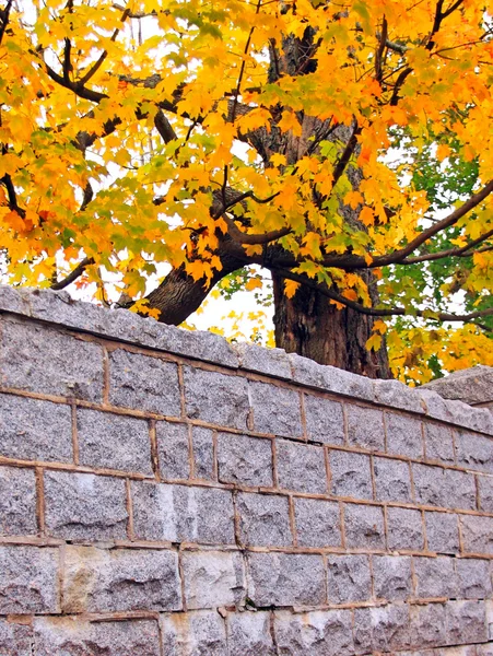 Stone wall autumn leaves — Stock Photo, Image