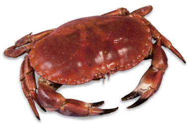 Wonderful red cooked crab clipart