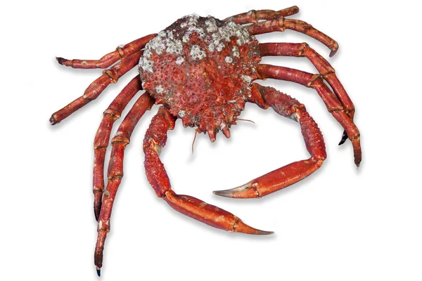 精彩红熟的蟹 — 图库照片