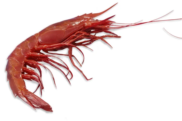 Single king prawn or shrimp — Stock Photo, Image