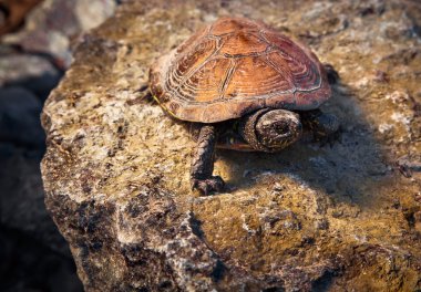 taşa turtle