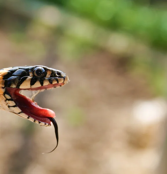Head of poisonous snake reptile with opened mouth