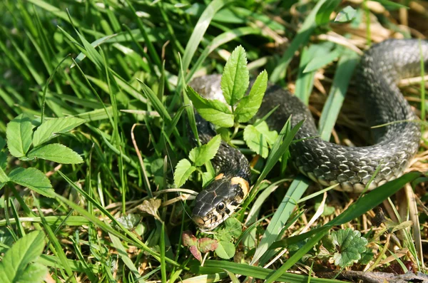 stock image Snake reptile creeping in the grass