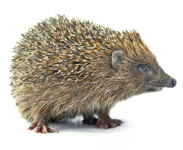 Hedgehog animal isolated on white