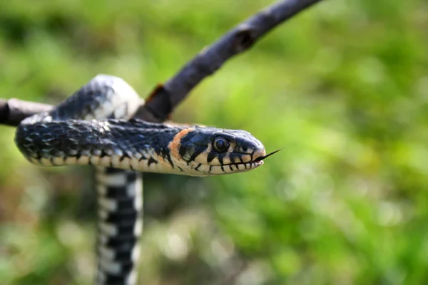 Schlange Reptil hängen auf dem Zweig — Stockfoto