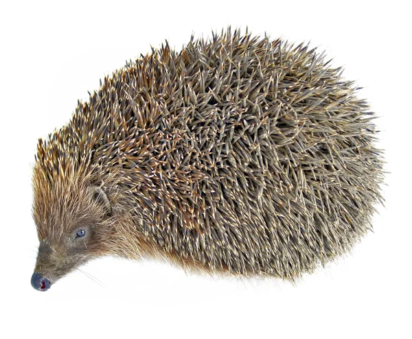 Hedgehog animal isolated on white — Stock Photo, Image