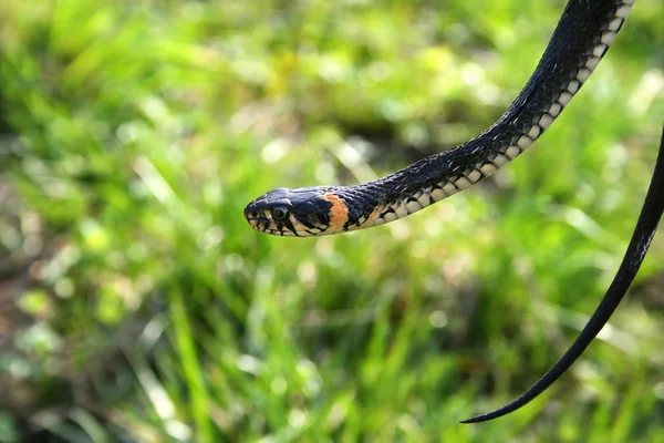 ぶら下がって蛇爬虫類 — ストック写真