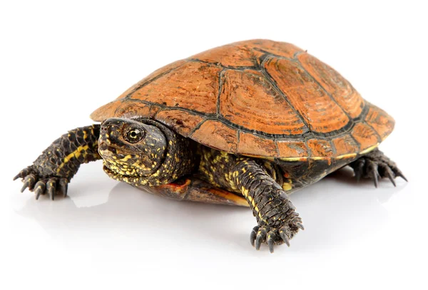 Tortoise pet animal isolated on white