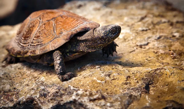 stock image Turtle on the stone