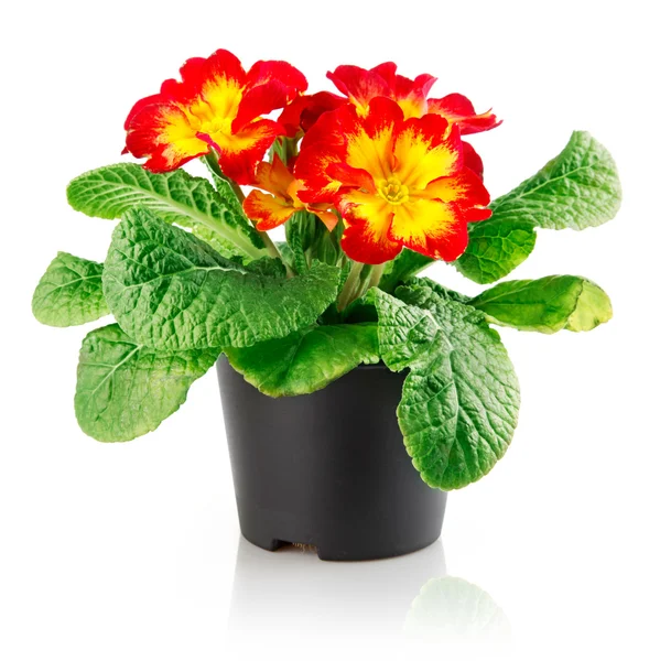 Röda blommor med gröna blad i potten — Stockfoto