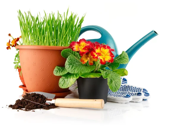 Green grass in the pot with red flowers — Stock Photo, Image