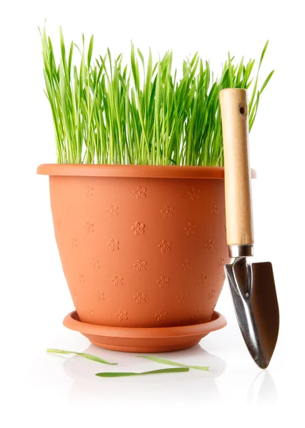 Hierba verde en la olla con la herramienta de pala — Foto de Stock