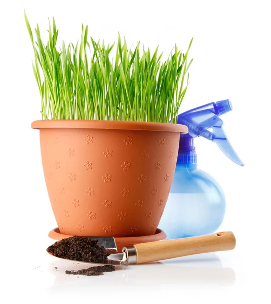 Green grass in the pot with soil in shovel — Photo