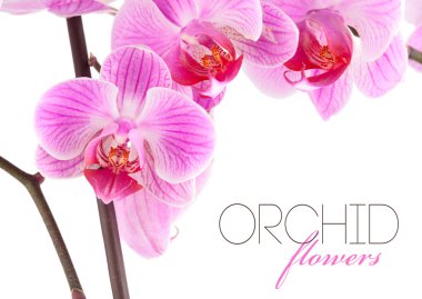 dal orkide çiçekler
