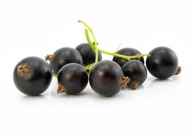 izole Siyah frenk üzümü meyve dalı