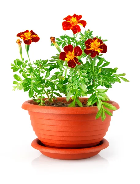 Flowerpot with red flowers isolated — Stock Photo, Image
