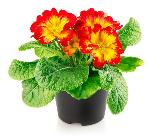 Röda blommor med gröna blad i potten — Stockfoto