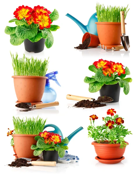 Instellen van tuin gras en bloemen in de potten — Stockfoto