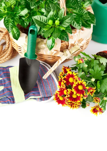 Çiçek ve yeşil bitkiler ile Bahçe ekipmanları — Stok fotoğraf