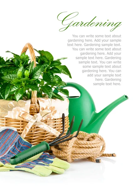Garden equipment with green plants — Stock Photo, Image