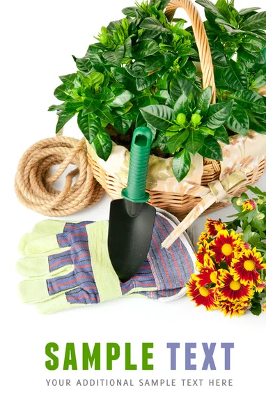 Çiçek ve yeşil bitkiler ile Bahçe ekipmanları — Stok fotoğraf
