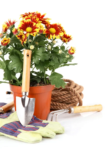 Garden plants with flowers roses and equipments — Stock Photo, Image