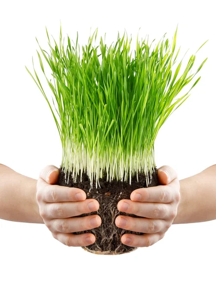Lidské ruce držící zelené trávy s vozovkou — Stock fotografie