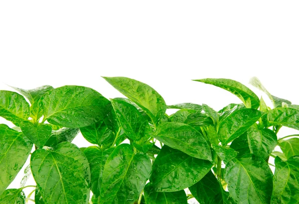 Gröna blad med droppar isolerade — Stockfoto