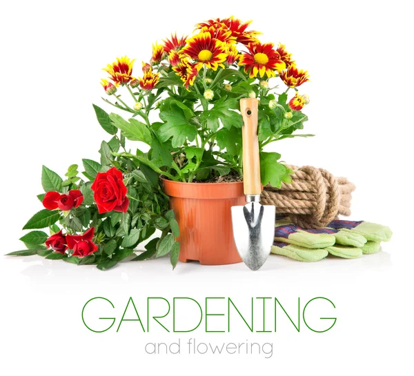 Trädgårdsväxter med blommor rosor och utrustning — Stockfoto