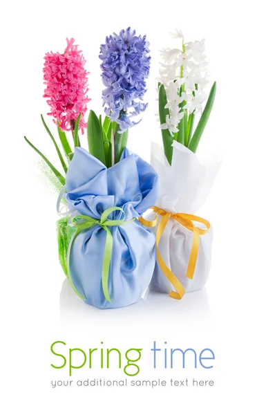 Primavera jacintos flores com folhas verdes na embalagem têxtil — Fotografia de Stock
