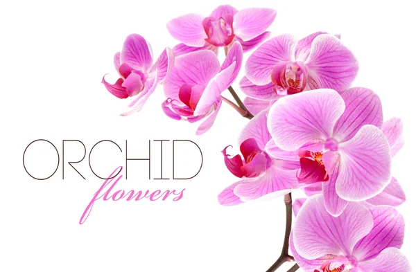 Квіти орхідей на гілці — стокове фото