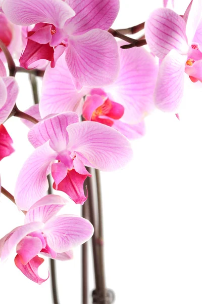Orchid blommor på gren — Stockfoto