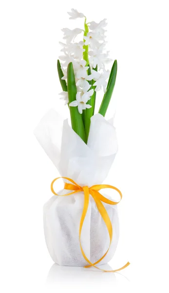 Witte bloem hyacint in onmiddellijke verpakking met strik — Stockfoto