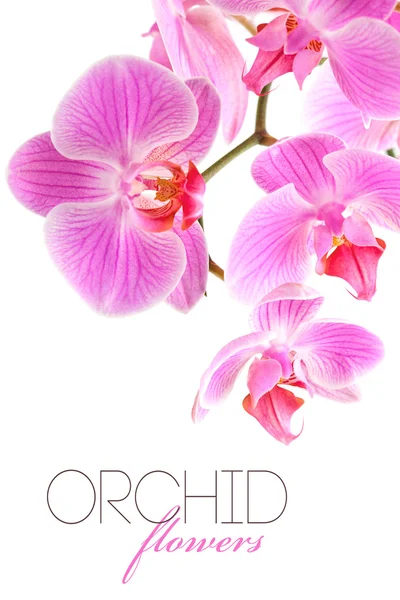Orchidea virágok ágon — Stock Fotó