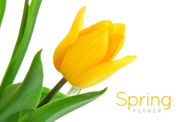 Sárga tulipán virág, zöld levelei — Stock Fotó