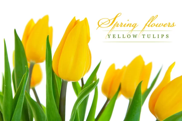 Žlutý Tulipán květy se zelenými listy — Stock fotografie