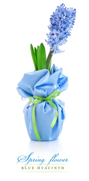 Blue flower hyacinth in wrapping with bow — Fotografie, imagine de stoc