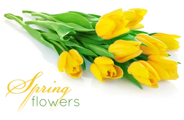 Žlutý Tulipán květy se zelenými listy — Stock fotografie