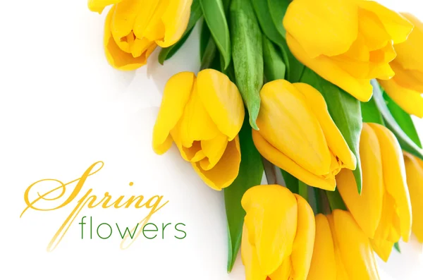 Flores de tulipán amarillo con hojas verdes — Foto de Stock
