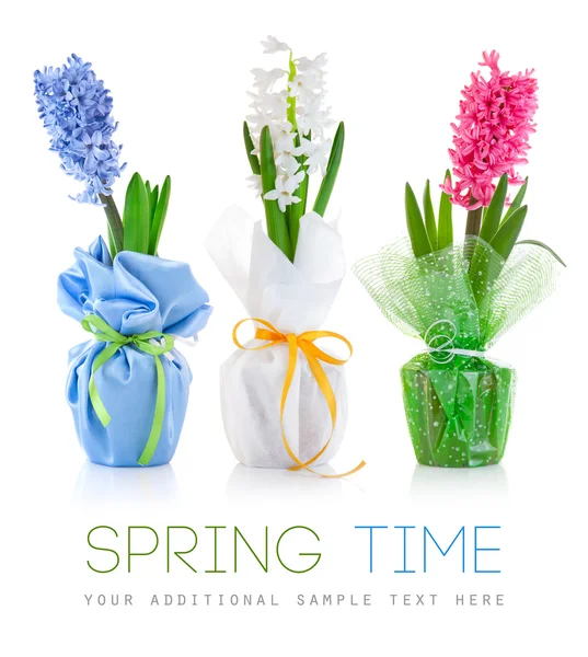 Spring hyacinth flowers with green leaves in textile wrapping - Stock-foto