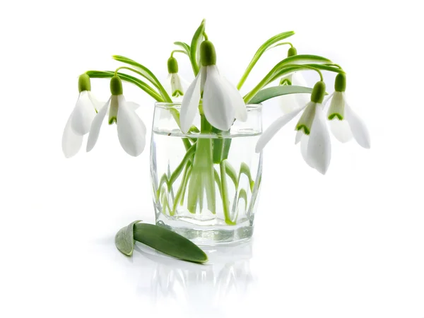 Snowdrops in a vase isolated — Stock Photo, Image