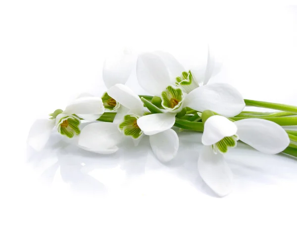 Bouquet snowdrops isolated — Stock Photo, Image