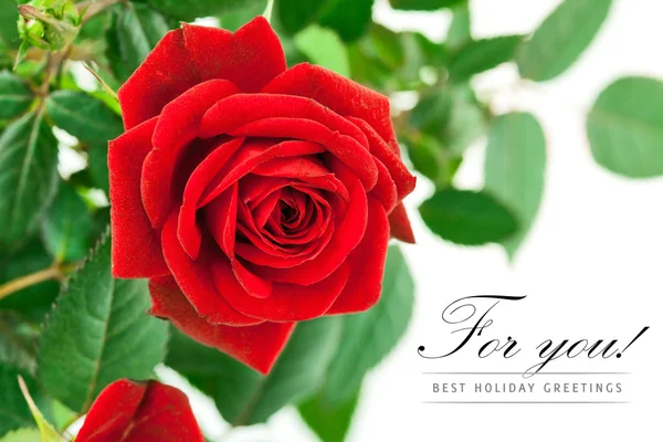 Červená růže se zelenými listy — Stock fotografie