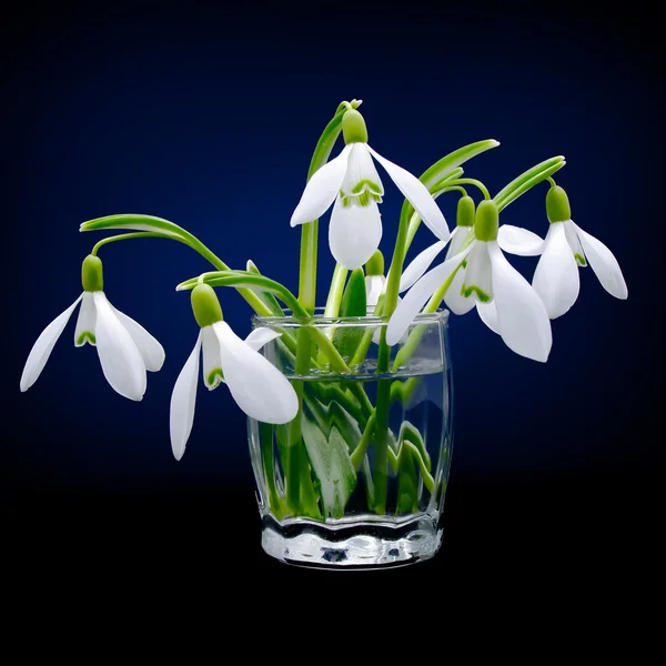 First spring flowers snowdrops bouquet in the glass — Stock Photo, Image