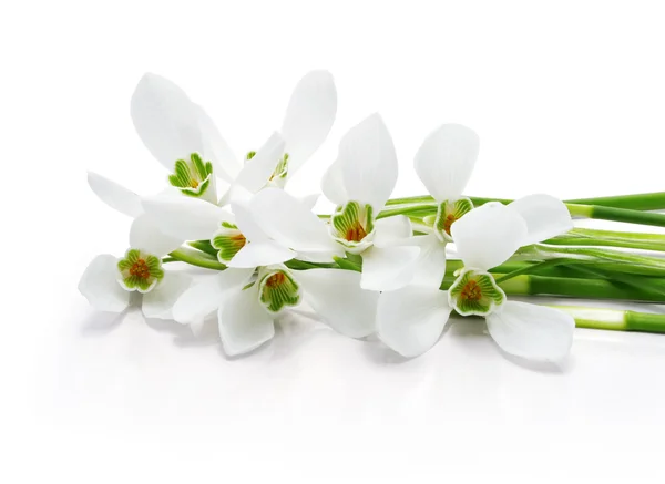 Bouquet of snowdrops isolated on white — Stock Photo, Image
