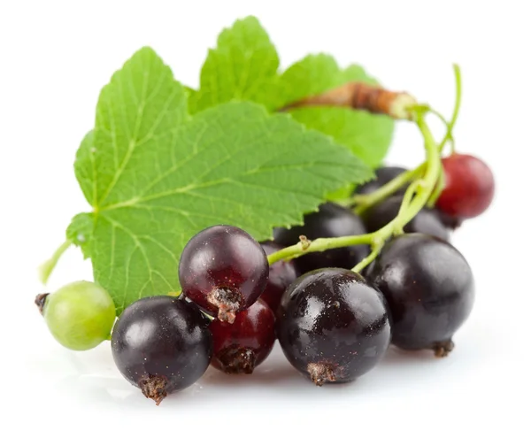 Currant berries with green leaf — Stock Photo, Image