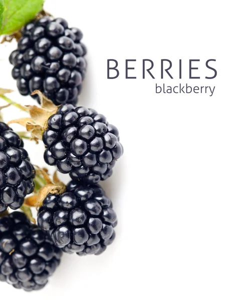 Blackberry Berry con hoja verde — Foto de Stock